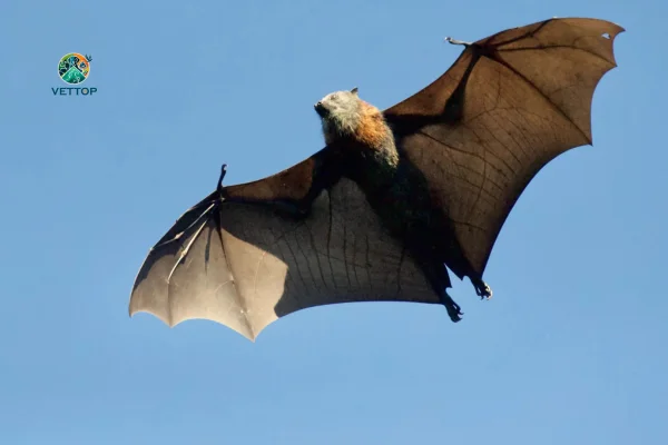 Curiosidades sobre Morcegos