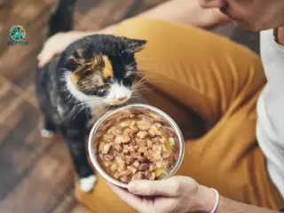 Faz Três Dias que meu Gato não Come