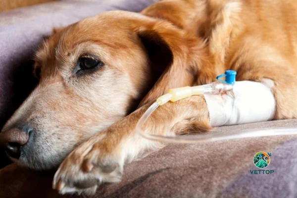 Fluidoterapia em Cães 1vettop% Fluidoterapia em Cães