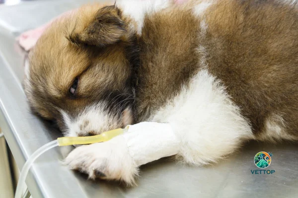Fluidoterapia em Cães 2vettop% Fluidoterapia em Cães