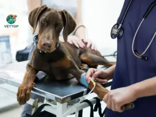 Fluidoterapia em Cães