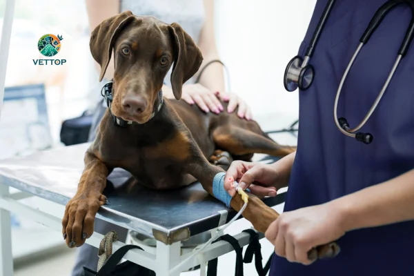 Fluidoterapia em Cães