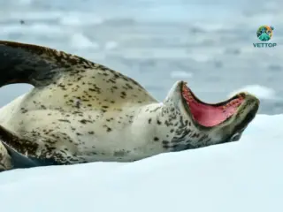 Foca-leopardo