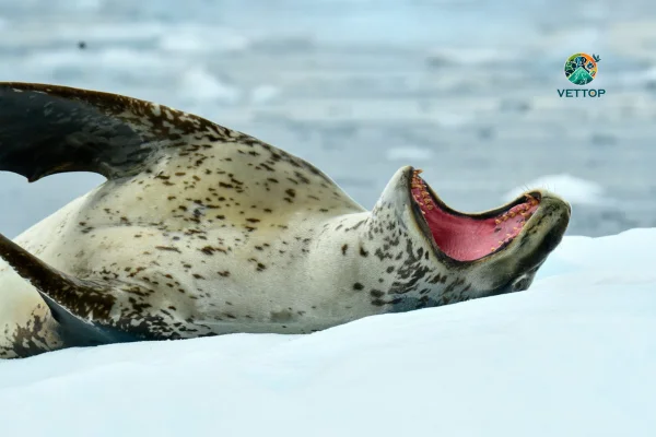 Foca-leopardo