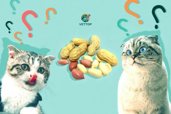 Gato Pode Comer Amendoim 1vettop% GATO PODE COMER AMENDOIM