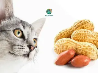 GATO PODE COMER AMENDOIM