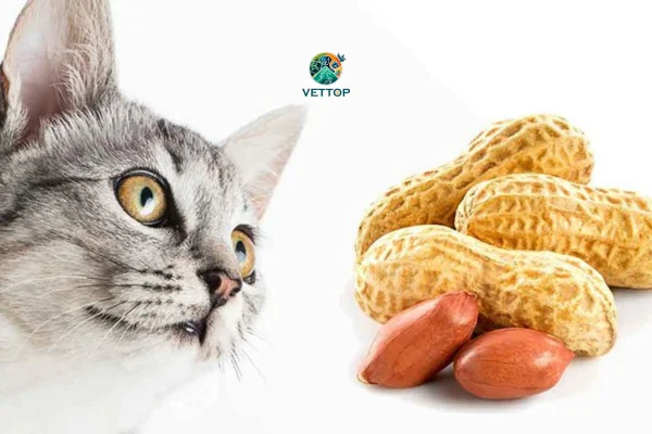 Gato Pode Comer Amendoim