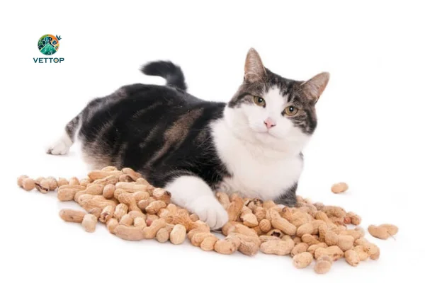 Gato Pode Comer Amendoim 2vettop% GATO PODE COMER AMENDOIM
