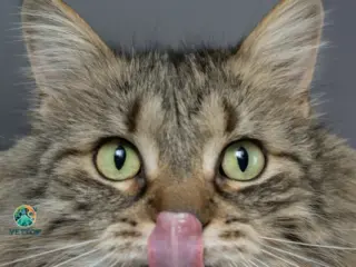 Gato Babando