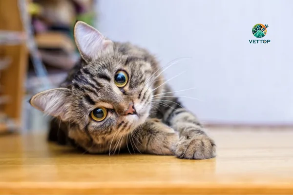 Gato Castrado 1vettop% Gato Castrado