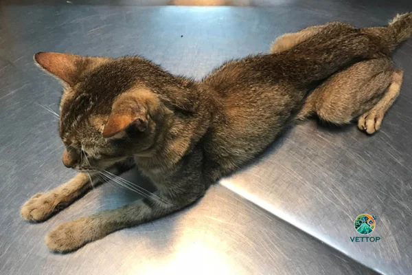 Gato Magro Quando está Idoso 1vettop% Gato Magro Quando está Idoso