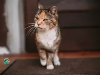 Gato Magro Quando está Idoso