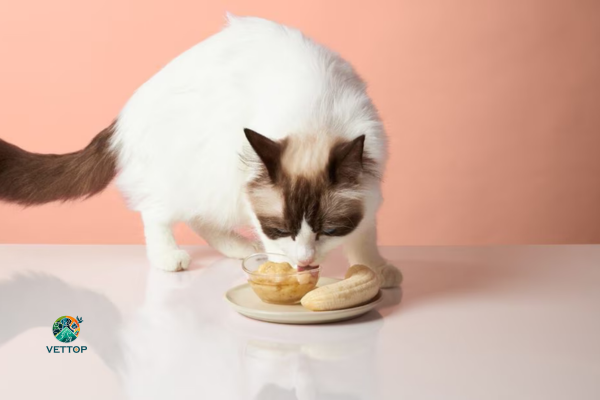 Gato pode Comer Banana? 1vettop% Gato pode Comer Banana?