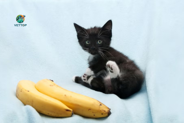 Gato pode Comer Banana? 2vettop% Gato pode Comer Banana?