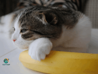 Gato pode Comer Banana?