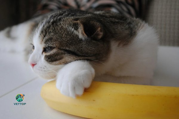 Gato pode Comer Banana?