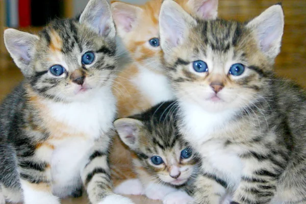 Gatos Reconhecem seus Filhotes? 2vettop% Gatos reconhecem seus filhotes?