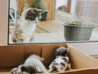 Gatos reconhecem seus filhotes?