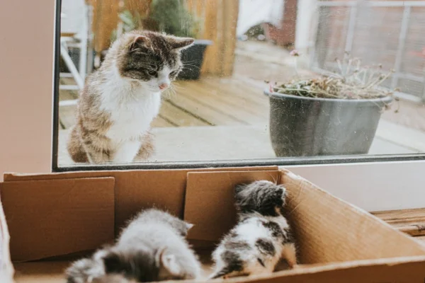 Gatos Reconhecem seus Filhotes?