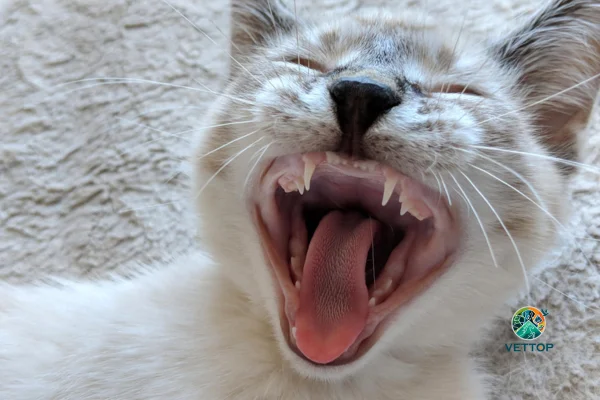 Idade que os Gatos Perdem os Dentes de Leite 1vettop% Idade que os Gatos Perdem os Dentes de Leite