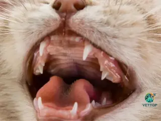 Idade que os Gatos Perdem os Dentes de Leite