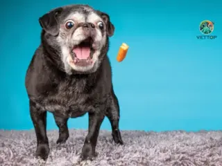 Longevidade Pet