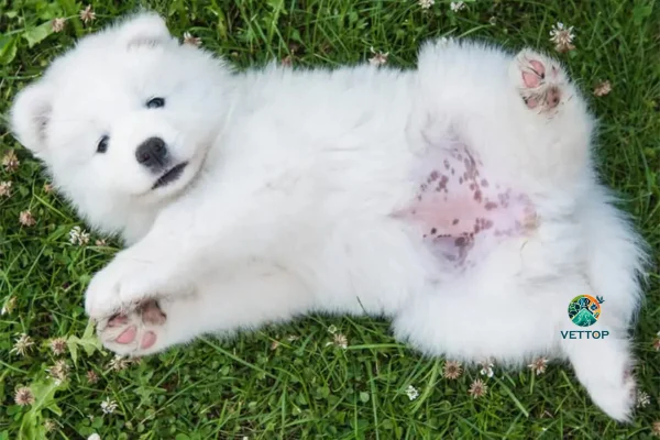 Manchas Pretas na Barriga do Cachorro 1vettop% Manchas Pretas na Barriga do Cachorro