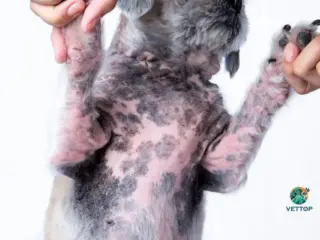 Manchas Pretas na Barriga do Cachorro