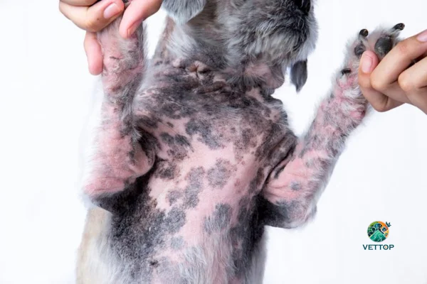 Manchas Pretas na Barriga do Cachorro