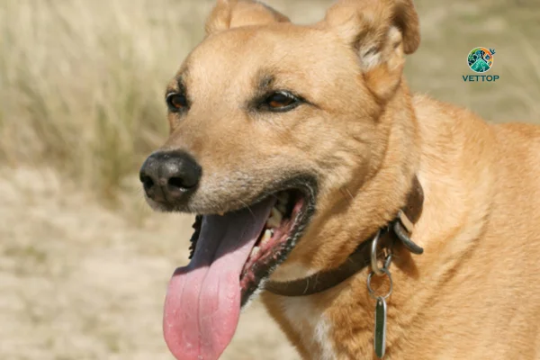 Meu Cachorro está Ofegante e Inquieto 2vettop% Meu Cachorro está Ofegante e Inquieto