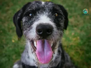 Meu Cachorro está Ofegante e Inquieto