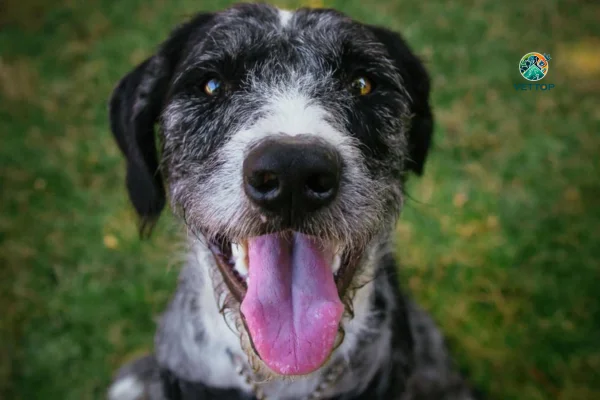 Meu Cachorro está Ofegante e Inquieto