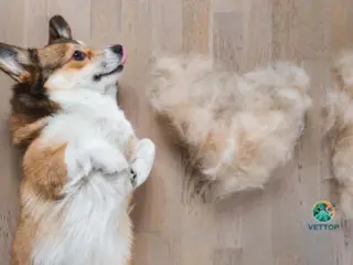 Meu Cachorro está Soltando Muitos Pelos