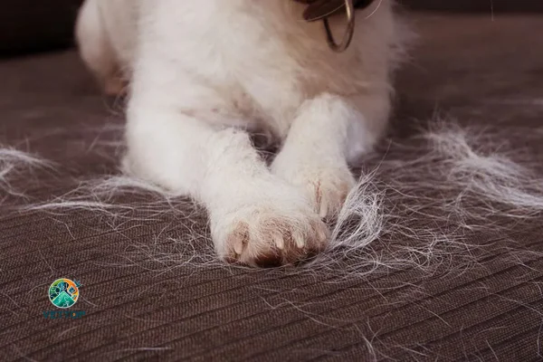 Meu Cachorro está Soltando Muitos Pelos 2vettop% Meu Cachorro está Soltando Muitos Pelos