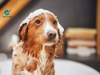 Pode dar Banho com Shampoo de Gente em Cachorro?