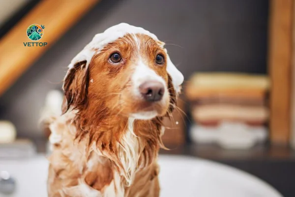 Pode dar Banho com Shampoo de Gente em Cachorro?