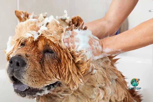 Pode dar Banho com Shampoo de Gente em Cachorro? 2vettop% Pode dar Banho com Shampoo de Gente em Cachorro