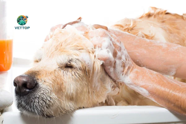 Pode dar Banho com Shampoo de Gente em Cachorro? 1vettop% Pode dar Banho com Shampoo de Gente em Cachorro
