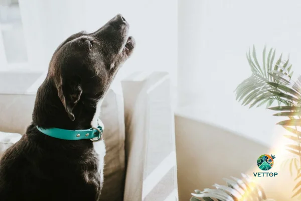 Por que os cães uivam em casa? 1vettop% Por que os cães uivam em casa?