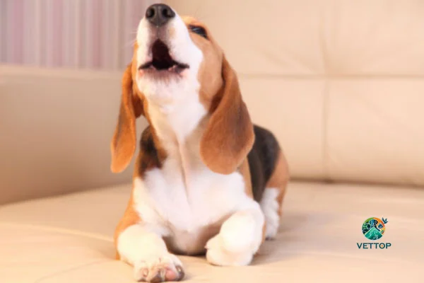 Por que os cães uivam em casa? 2vettop% Por que os cães uivam em casa?