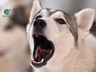 Por que os cães uivam em casa?