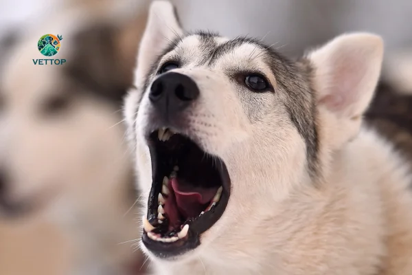 Por que os cães uivam em casa?