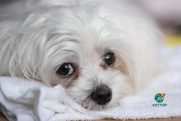 Remédio Caseiro para Lágrima Ácida de Cachorro 2vettop% Remédio Caseiro para Lágrima Ácida de Cachorro