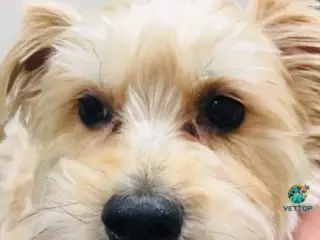 Remédio Caseiro para Lágrima Ácida de Cachorro