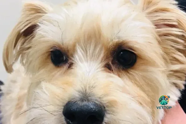 Remédio Caseiro para Lágrima Ácida de Cachorro