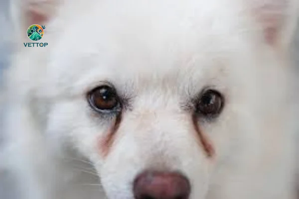Remédio Caseiro para Lágrima Ácida de Cachorro 1vettop% Remédio Caseiro para Lágrima Ácida de Cachorro
