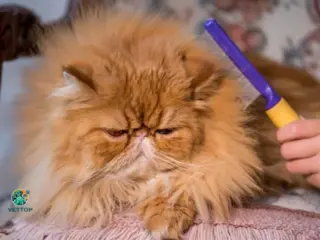 Tirar os Nós em Gatos de Pelo Longo