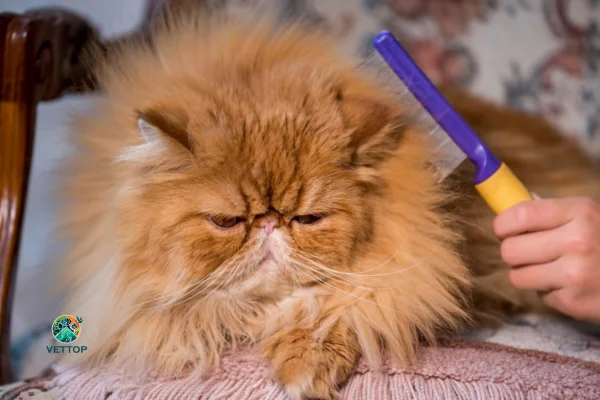 Tirar os Nós em Gatos de Pelo Longo
