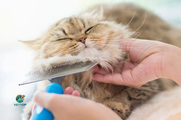 Tirar os Nós em Gatos de Pelo Longo 2vettop% Tirar os Nós em Gatos de Pelo Longo