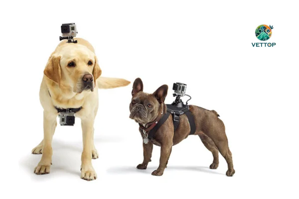 Wearables para Cães 1vettop% Wearables para Cães